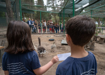 Paperino e Camilla, ecco i due pulli di oca al Parco di Monte Urpinu