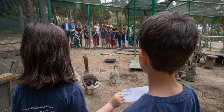 Paperino e Camilla, ecco i due pulli di oca al Parco di Monte Urpinu