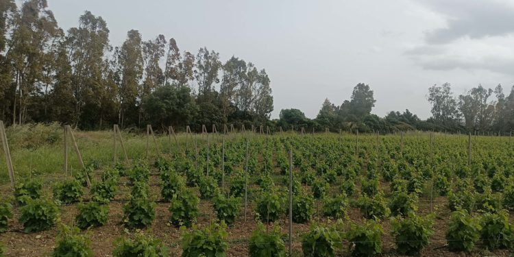 La Regione ha istituito il Comitato consultivo vitivinicolo regionale per il sostegno e la promozione del comparto vitivinicolo