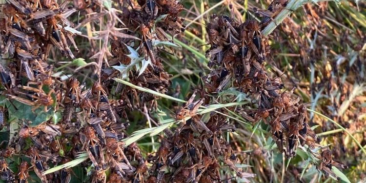 Il Centro Studi Agricoli ha diffuso una nota sulla nuova invasione di cavallette nel centro dell’Isola