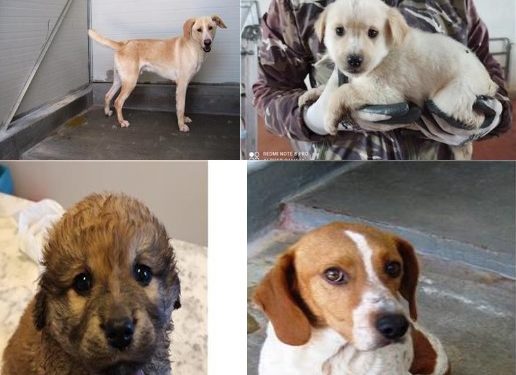Adottare un cane, la nuova campagna dell’Unione dei Comuni della Marmilla