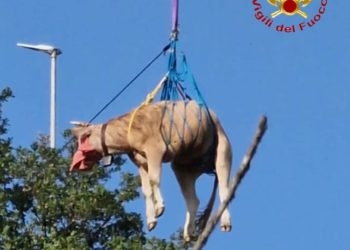 Orgosolo: bovino adulto cade in un anfratto, intervengono i vigili del fuoco. Morto il vitello appena nato