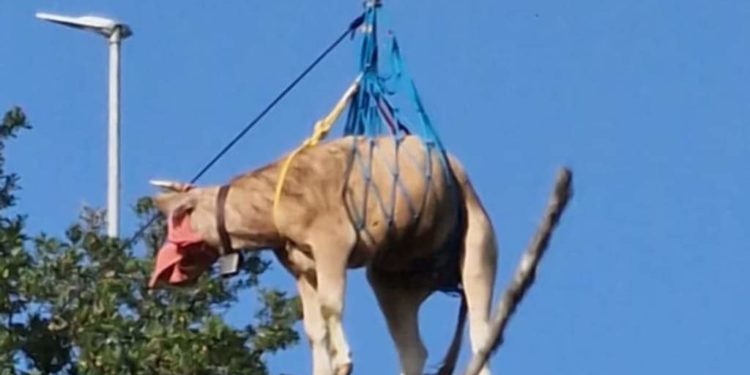 Orgosolo: bovino adulto cade in un anfratto, intervengono i vigili del fuoco. Morto il vitello appena nato