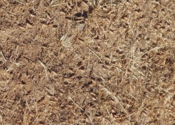 «Le cavallette arrivano nel territorio di Bortigali», l’annuncio del sindaco Francesco Caggiari