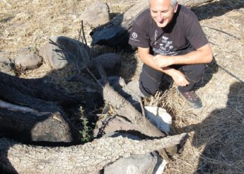 Buone notizie da Cuglieri: «L’oleastro millenario è vivo»