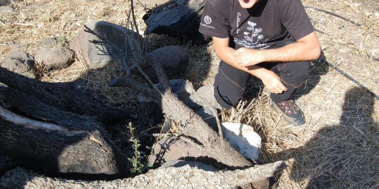 Buone notizie da Cuglieri: «L’oleastro millenario è vivo»