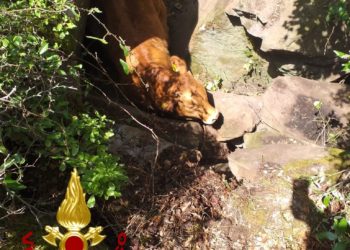 Bonorva: un bovino finisce in una scarpata, lo salvano i vigili del fuoco