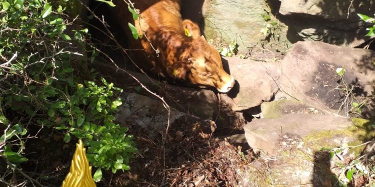 Bonorva: un bovino finisce in una scarpata, lo salvano i vigili del fuoco