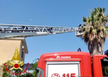 Porto Torres: ha una zampa bloccata nei rami di una palma e non può volare, i vigili del fuoco liberano una cornacchia