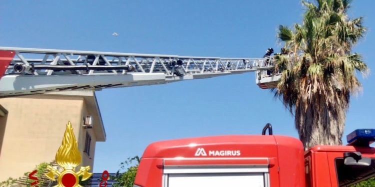 Porto Torres: ha una zampa bloccata nei rami di una palma e non può volare, i vigili del fuoco liberano una cornacchia