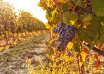 Il Cagnulari Chessa di Usini sul tetto del mondo: vince il “Best in show” al Decanter World Wine Awards 2022