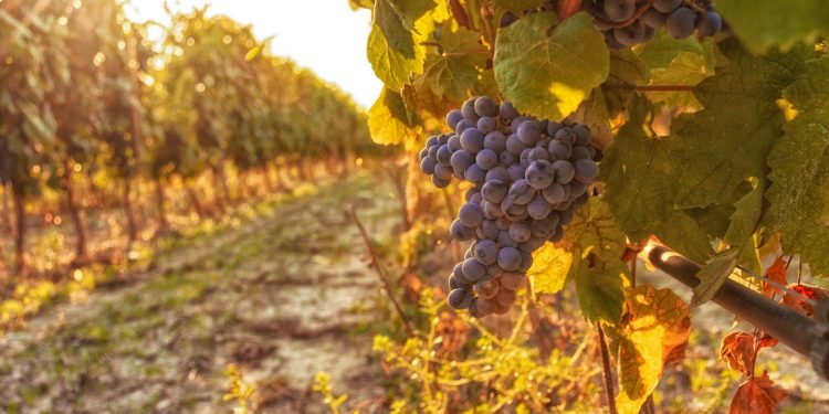 Il Cagnulari Chessa di Usini sul tetto del mondo: vince il “Best in show” al Decanter World Wine Awards 2022