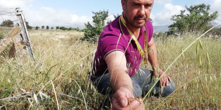 Coldiretti Nuoro-Ogliastra, ecco il piano di intervento per fermare l’azione devastatrice di milioni di cavallette