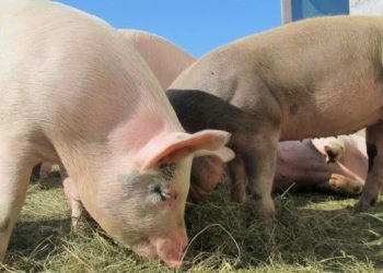 Fine dell’embargo delle carni suine. Coldiretti Sardegna: «Restituita dignità al settore, un plauso anche agli allevatori che ci hanno creduto»