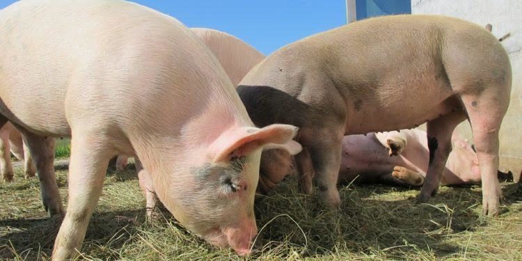 Fine dell’embargo delle carni suine. Coldiretti Sardegna: «Restituita dignità al settore, un plauso anche agli allevatori che ci hanno creduto»