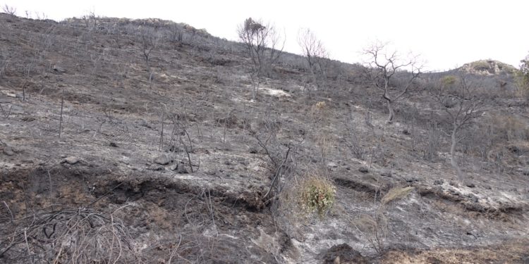Ad un anno dagli incendi di Montiferru e Planargia, il 23 luglio a Cuglieri incontro tra comunità, istituzioni ed associazioni