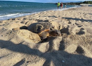 Tortolì: al Lido di Orrì il primo nido di Caretta Caretta del 2022 in Sardegna