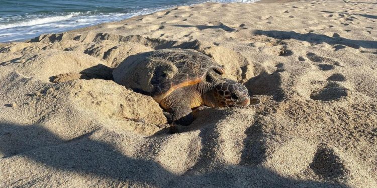 Tortolì: al Lido di Orrì il primo nido di Caretta Caretta del 2022 in Sardegna