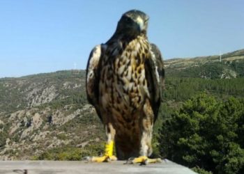 Tutti gli esemplari di aquila del Bonelli sono in volo nei cieli della Sardegna