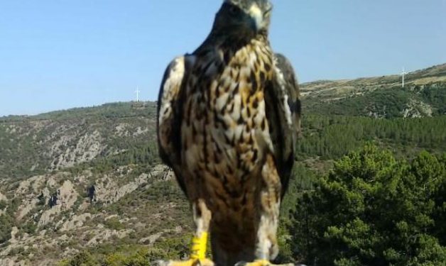 Tutti gli esemplari di aquila del Bonelli sono in volo nei cieli della Sardegna