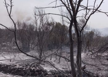 Un anno fa l’incendio in Montiferru e Planargia. Coldiretti Sardegna: «Rivedere ed innalzare i limiti di pascolamento, purtroppo le aziende non hanno ancora ricevuto un euro»