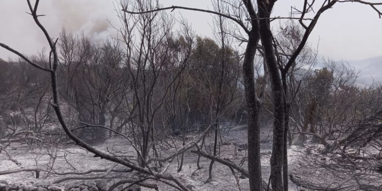 Un anno fa l’incendio in Montiferru e Planargia. Coldiretti Sardegna: «Rivedere ed innalzare i limiti di pascolamento, purtroppo le aziende non hanno ancora ricevuto un euro»