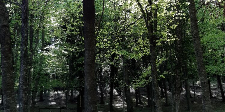 Domenica 31 luglio Anela festeggia Santu Jorzi