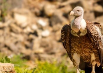 Dall’assessorato regionale dell’Ambiente via libera al progetto di ampliamento dell’areale di alimentazione del grifone in Sardegna