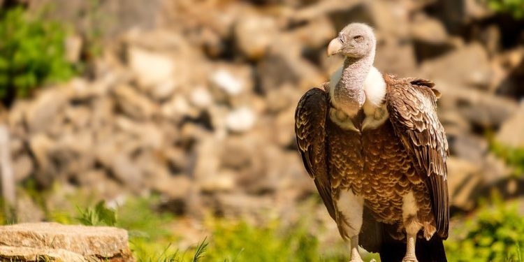 Dall’assessorato regionale dell’Ambiente via libera al progetto di ampliamento dell’areale di alimentazione del grifone in Sardegna