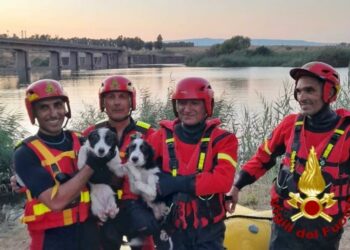 Ollastra: due cani raggiungono un’isoletta, ma non fanno ritorno sulla terra ferma, salvati dai vigili del fuoco