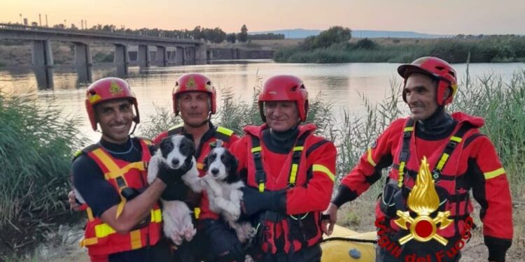 Ollastra: due cani raggiungono un’isoletta, ma non fanno ritorno sulla terra ferma, salvati dai vigili del fuoco