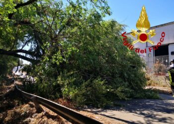 Sassari: cade un albero sulla strada 1, a Predda Niedda, intervengono i vigili del fuoco