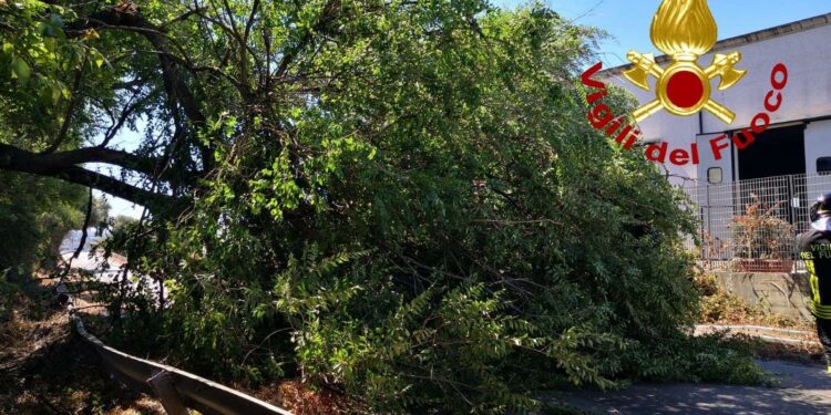 Sassari: cade un albero sulla strada 1, a Predda Niedda, intervengono i vigili del fuoco