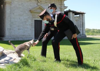 I carabinieri di Monserrato hanno denunciato a piede libero, per maltrattamenti di animali, una 44enne del luogo