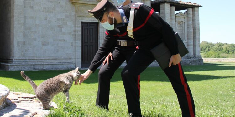 I carabinieri di Monserrato hanno denunciato a piede libero, per maltrattamenti di animali, una 44enne del luogo