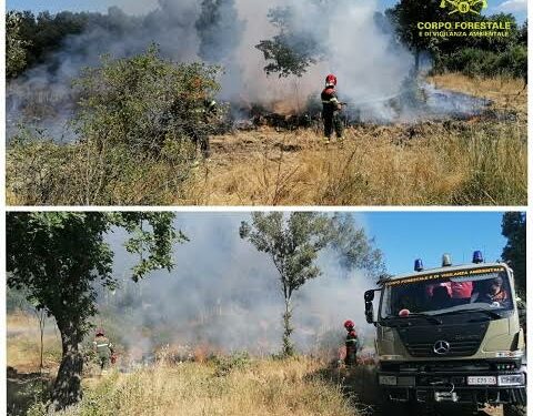 Incendio nelle campagne di Berchidda, sul posto il Corpo forestale