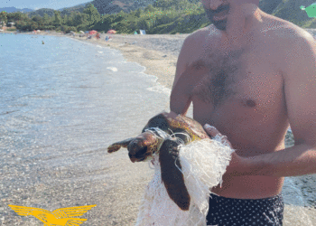 Tertenia: un turista milanese salva una tartaruga Caretta Caretta