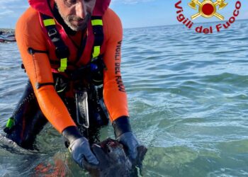 Budoni: una razza in difficoltà nella spiaggia “Salamaghe”, è stata soccorsa dai vigili del fuoco