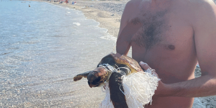 Tertenia: un turista milanese salva una tartaruga Caretta Caretta