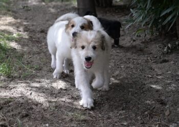 Cagliari: la via la campagna di sensibilizzazione per l’adozione dei cani