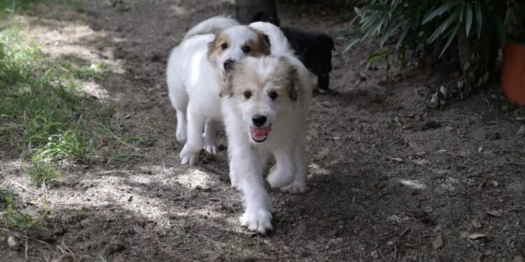 Cagliari: la via la campagna di sensibilizzazione per l’adozione dei cani