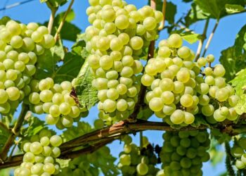 Al via, in Sardegna, la vendemmia 2022