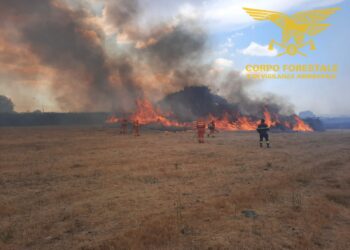 Incendio nelle campagne di Bolotana, sul posto il Corpo forestale