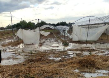 Il maltempo devasta le aziende agricole nel sud dell’isola. Cia Sardegna: «Ennesima tegola per il comparto»