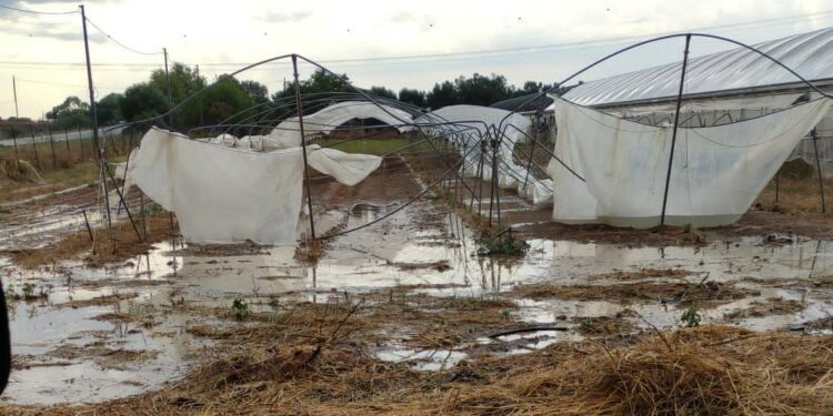 Il maltempo devasta le aziende agricole nel sud dell’isola. Cia Sardegna: «Ennesima tegola per il comparto»