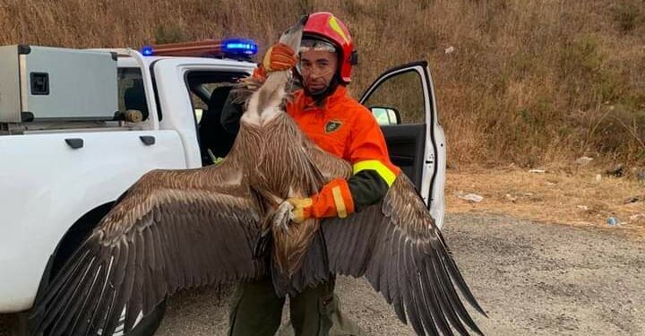 Macomer: i barracelli soccorrono un grifone