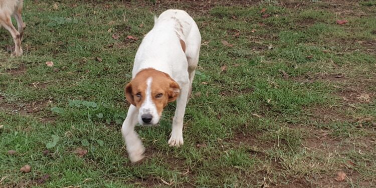 Cagliari: prosegue la campagna di sensibilizzazione delle adozioni nel canile comunale