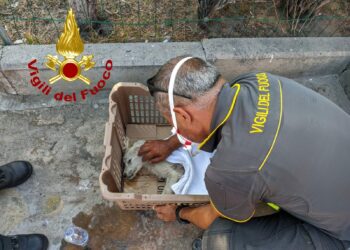 Sassari: incendio nel sito di Truncu Reale, i vigili del fuoco salvano un cucciolo di pastore maremmano ferito