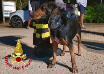 Arzachena: un viene viene investito da un’auto e resta incastrato con la testa tra il semiasse e il braccetto, salvato dai vigili del fuoco