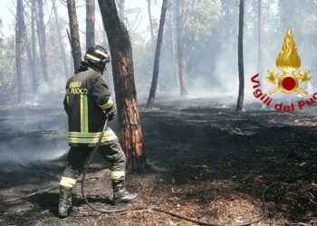 Incendio nella pineta di Torre Grande, sul posto i vigili del fuoco
